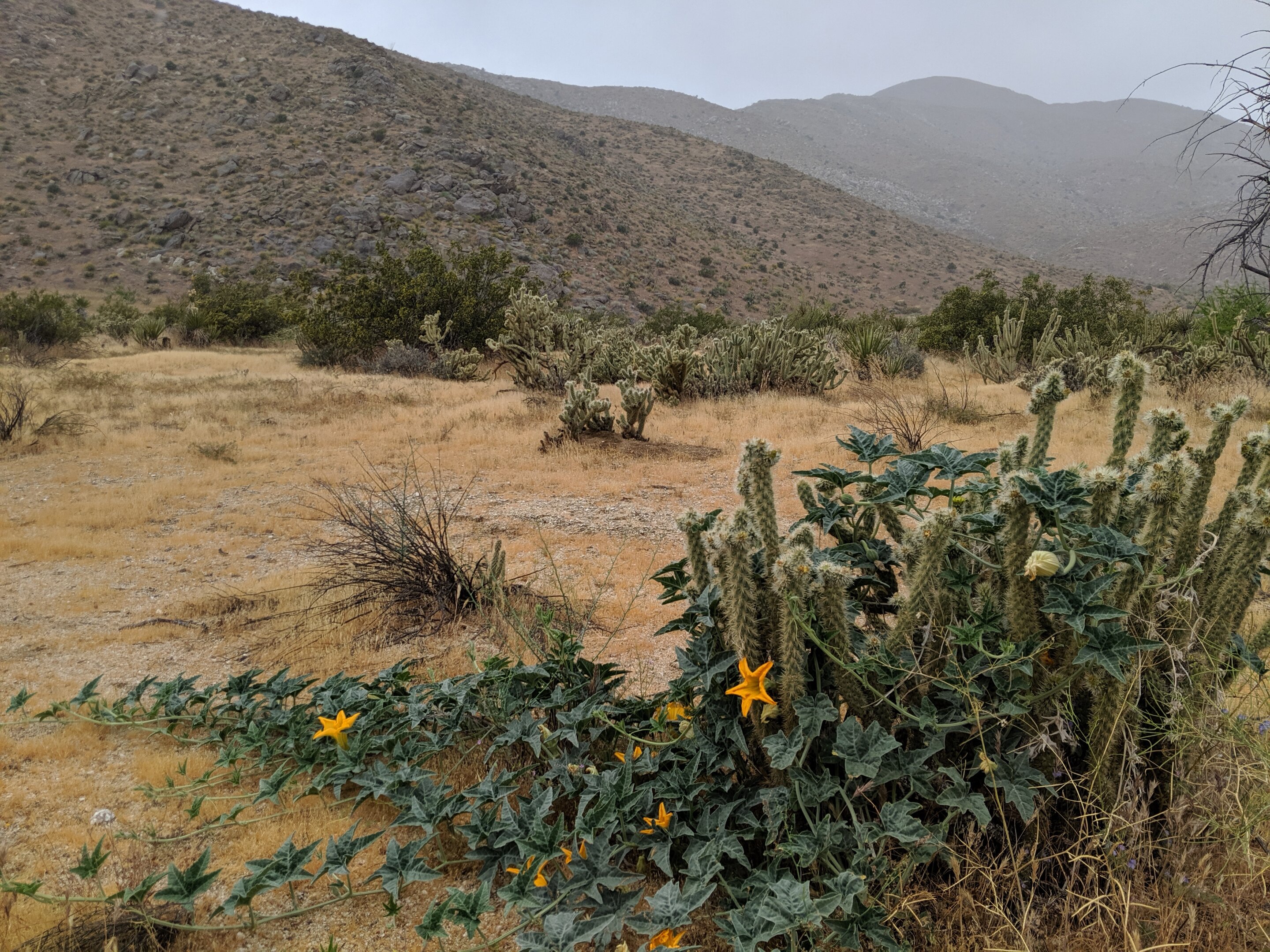 photo of Wild desert plants face viral surprise image