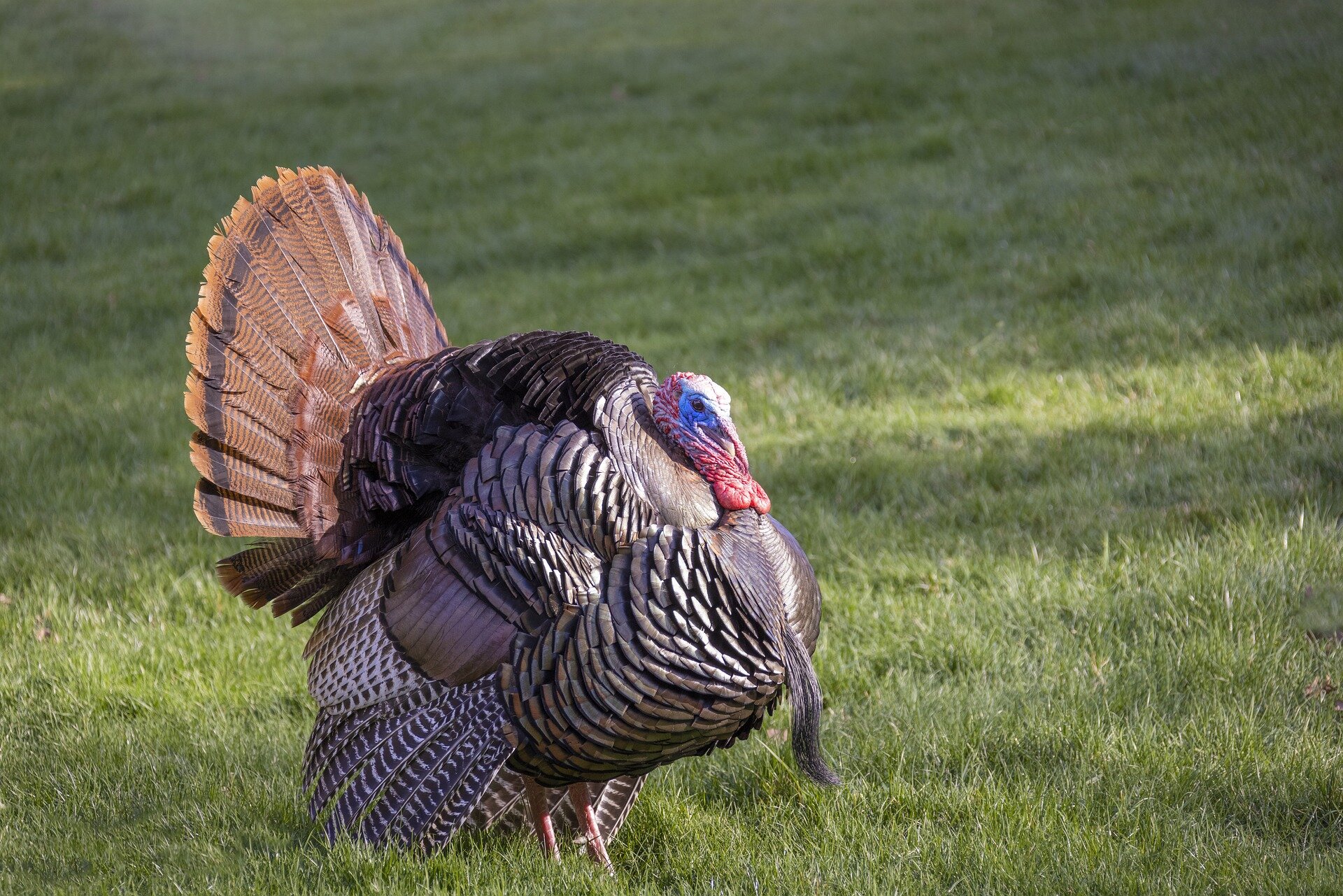 photo of Wild turkey numbers are falling in some parts of the US—the main reason may be habitat loss image