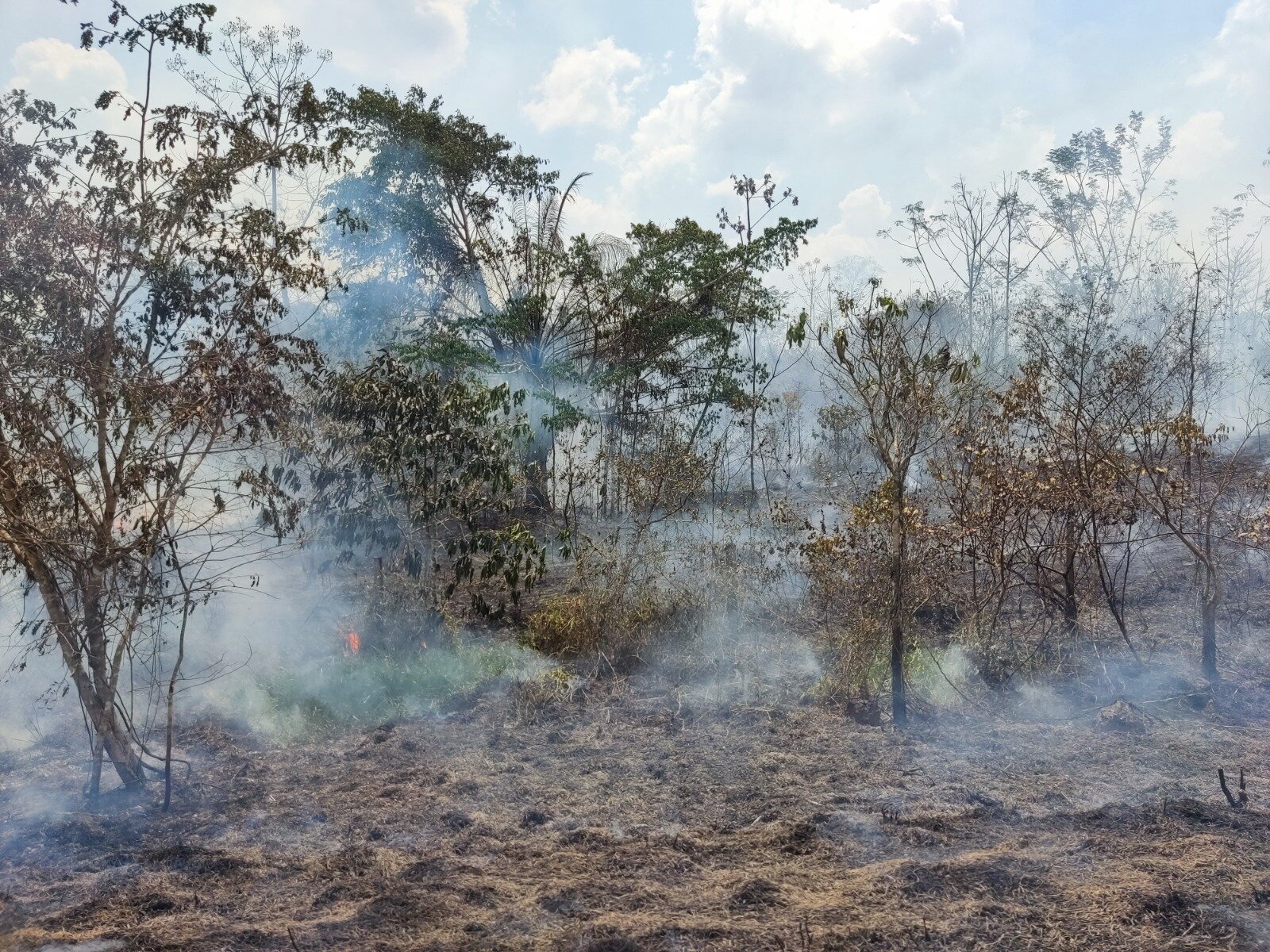Les incendies de forêt dans les zones forestières anciennes d’Amazonie ont augmenté de 152 % en 2023, selon une étude