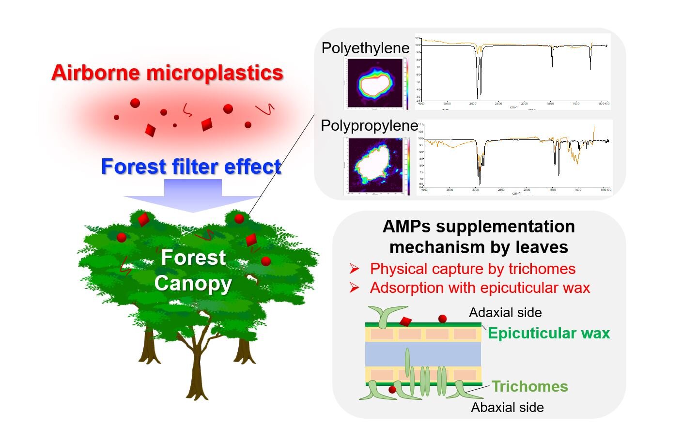 #Researchers demonstrate that forests trap airborne microplastics, acting as terrestrial sinks