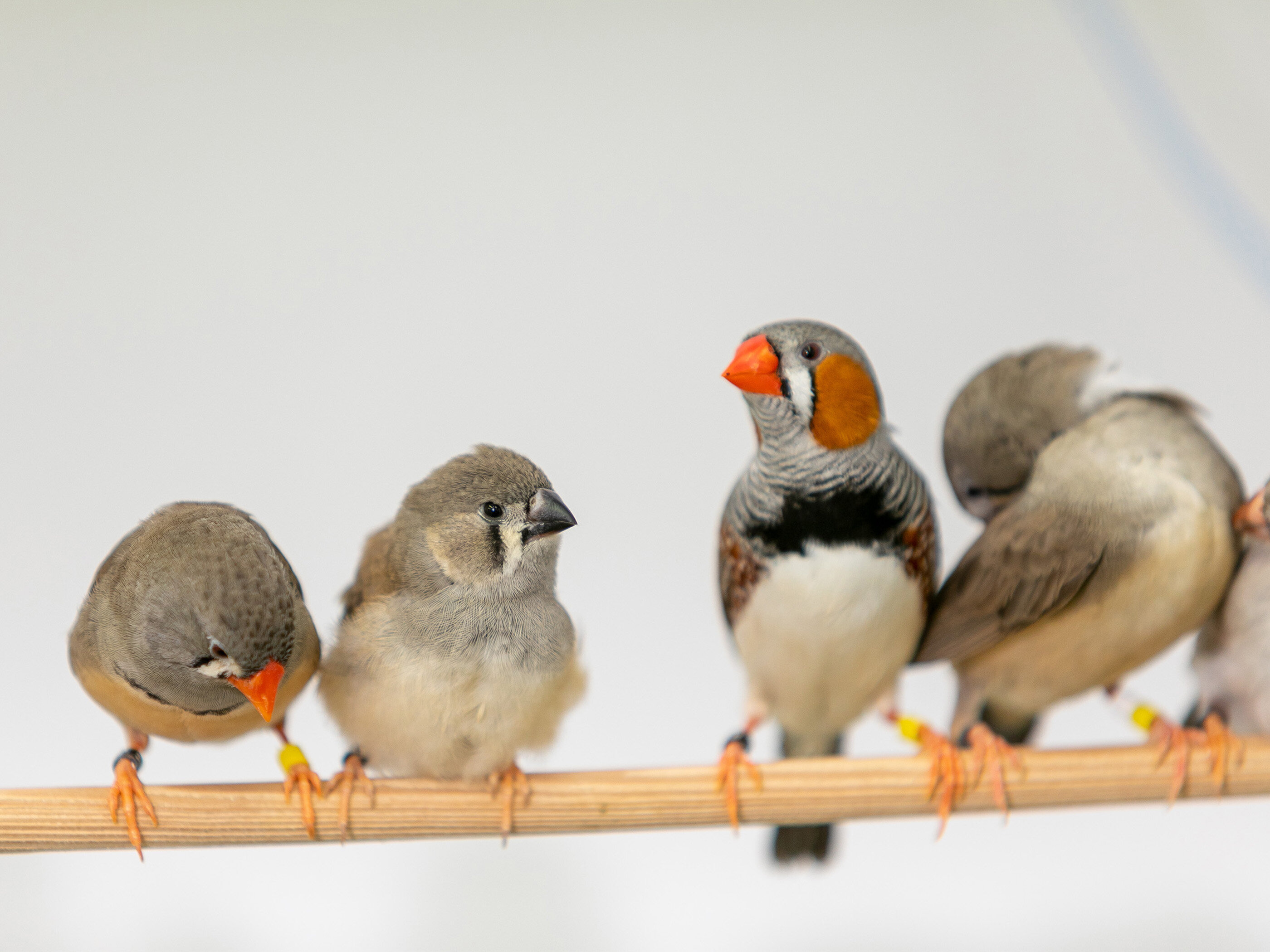 photo of Researchers find babbling by zebra finch chicks is important step to memorizing songs image