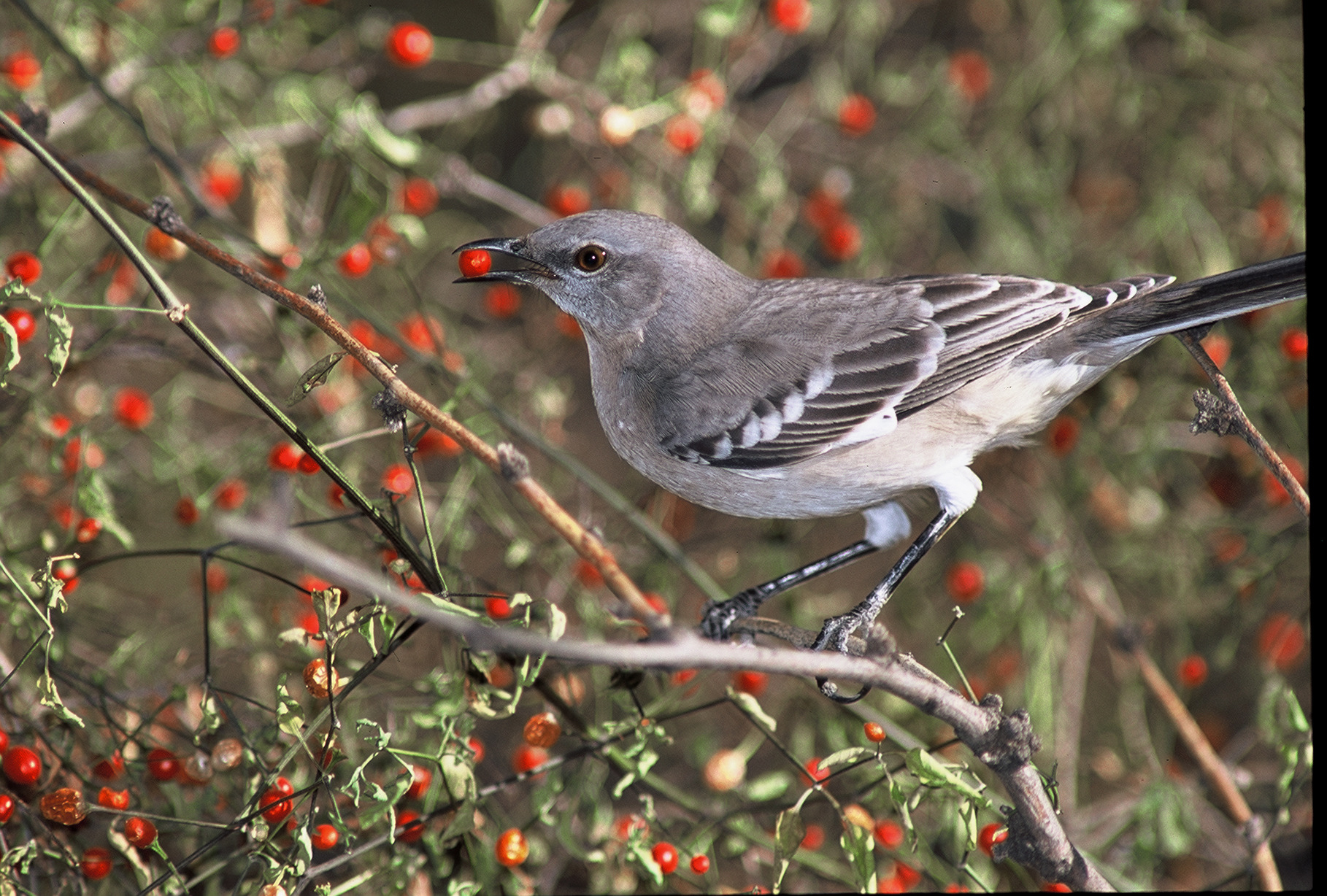 Scientists Develop New Method for Tracking Seed Dispersal and Establishment