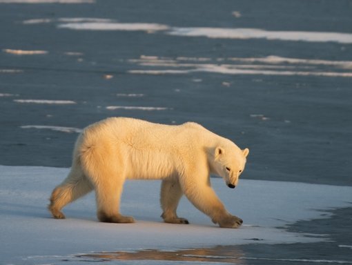 US designates 'critical' polar bear habitat in Arctic
