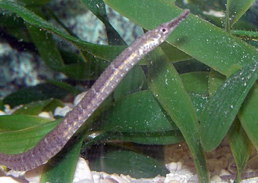 A marine Mr. Mom: Male pipefish gives birth, but some are deadbeat dads,  study shows