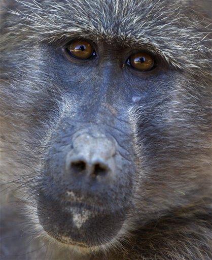 Baboons make sweet discovery in South Africa