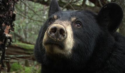 Black Bear cub litter may be a record