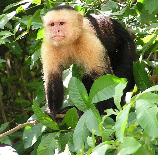 Capuchin monkey genome reveals clues for his longevity and large brain