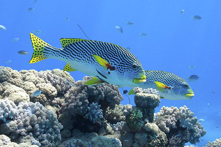 Coral Reef Fish Names