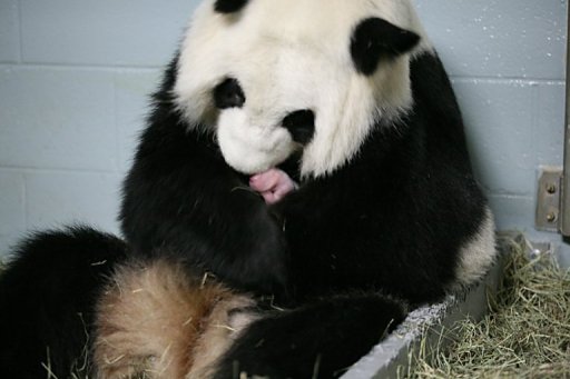 atlanta zoo panda