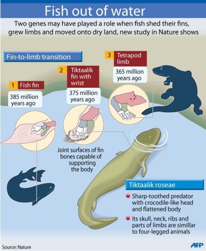 Fish out of water: Gene clue to evolutionary step