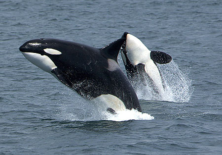 How smart are killer whales? Orcas have 2nd-biggest brains of all marine  mammals