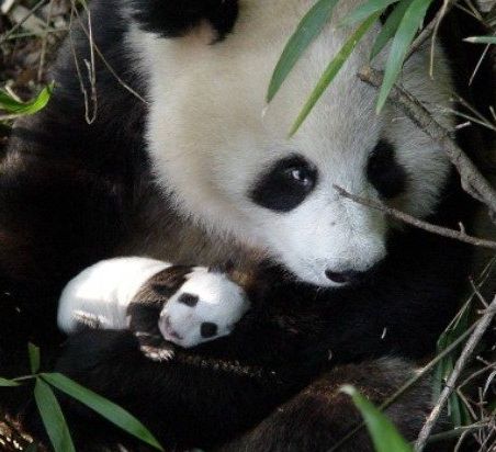Researchers believe giant pandas can survive on bamboo because of gut  bacteria