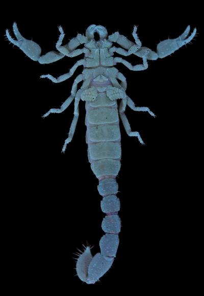 Phylogenetic analysis of Mexican cave scorpions suggests adaptation to caves  is reversable