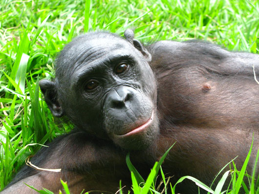Primate scream: Bonobos make most noise when mating with high ranking  partners