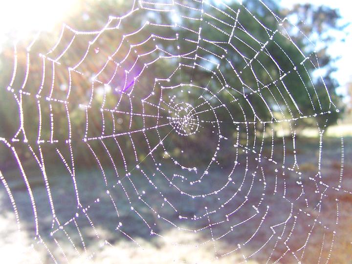 What are the characteristics of a spider web?